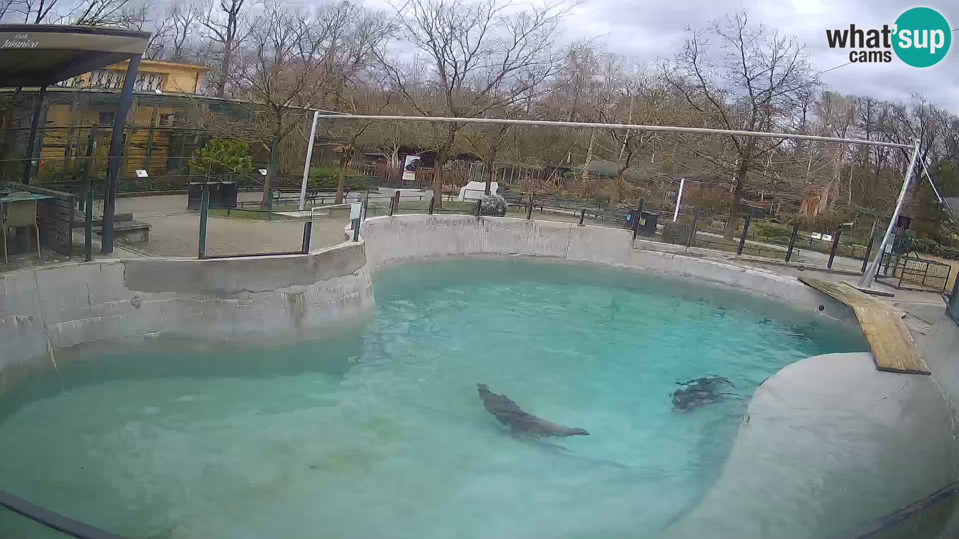 Zoo Zagreb – California Sea Lion