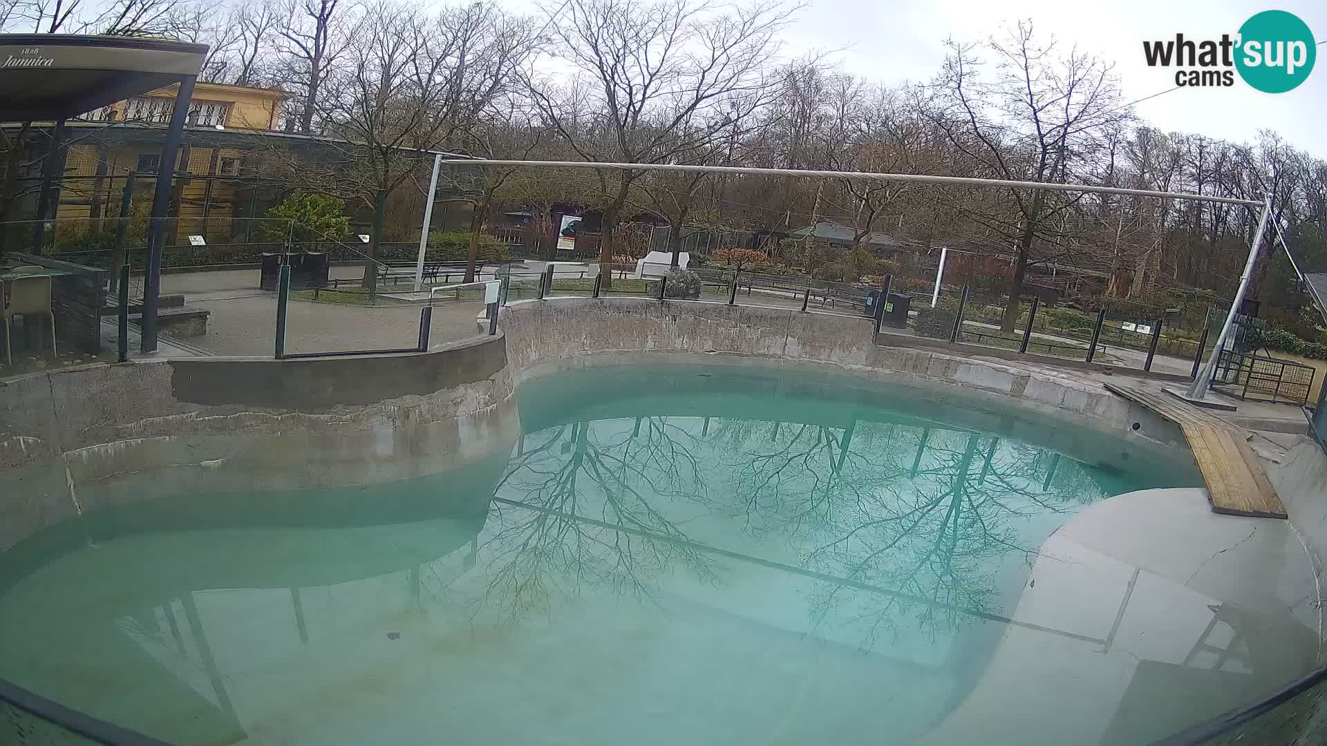 Zoo Zagreb – California Sea Lion