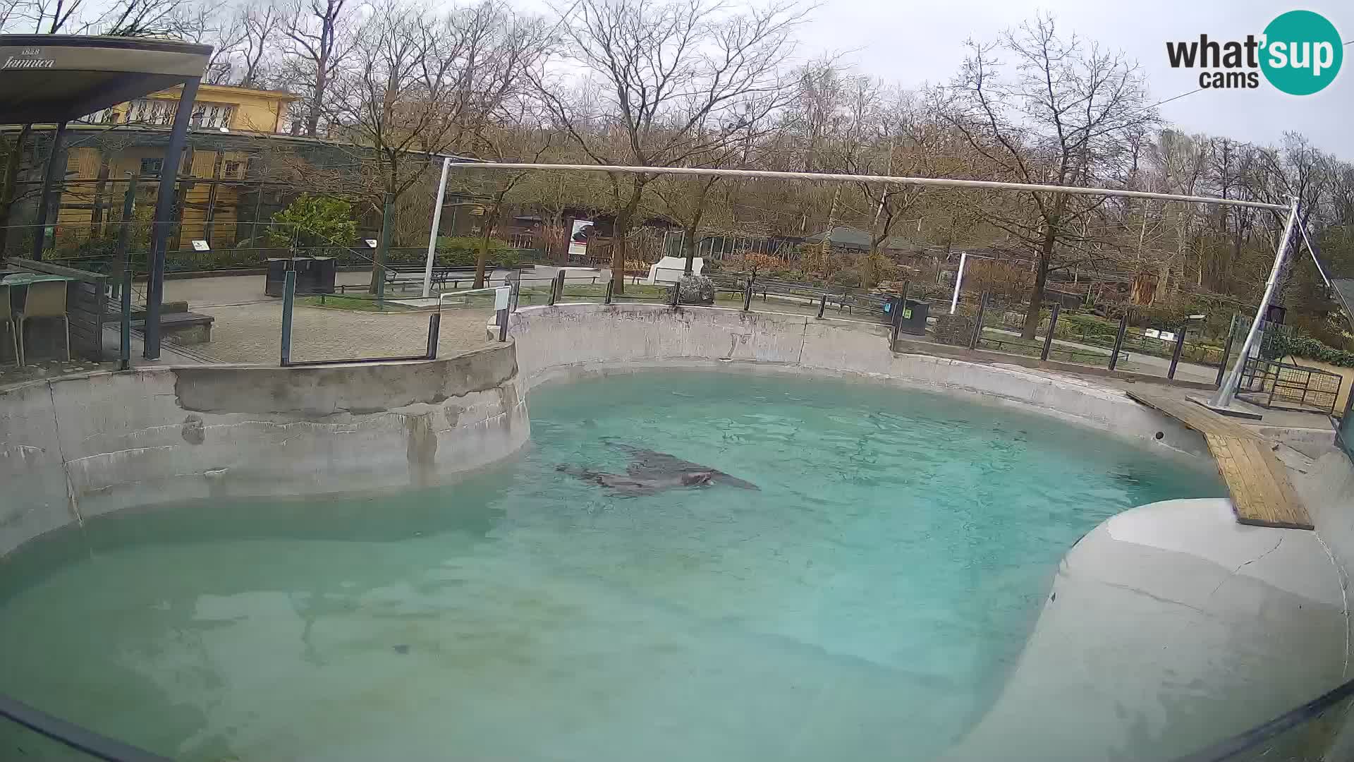 Zoo Zagreb – California Sea Lion