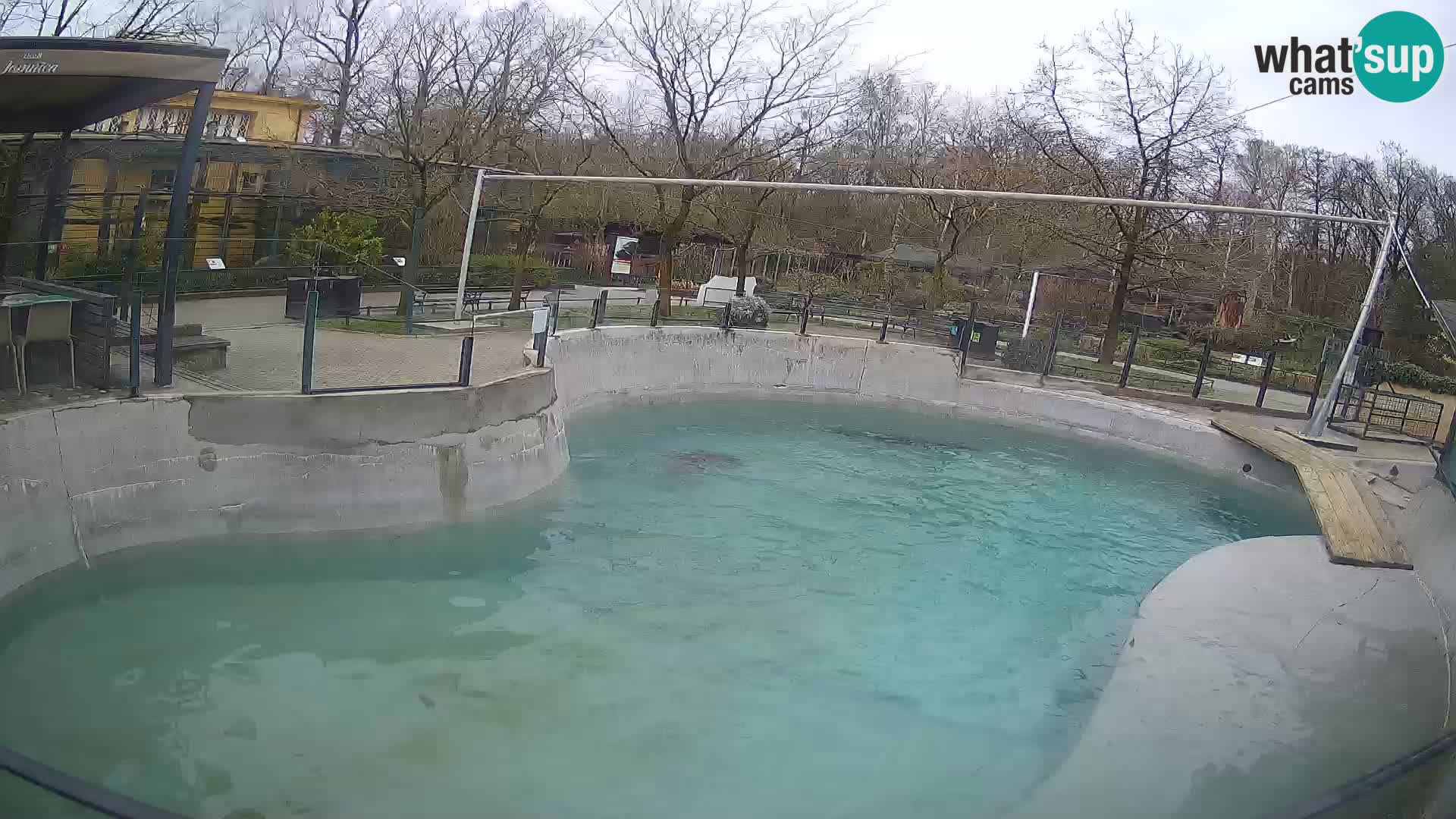 Zoo Zagreb – California Sea Lion