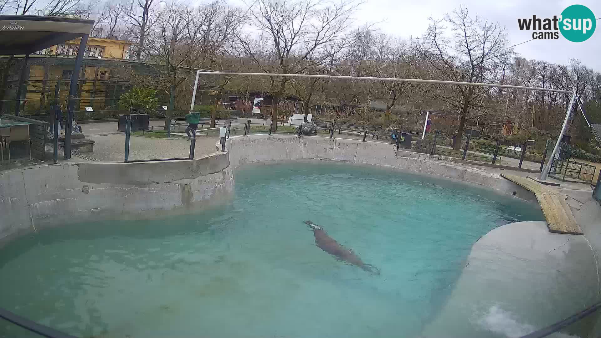 Zoo Zagreb – California Sea Lion