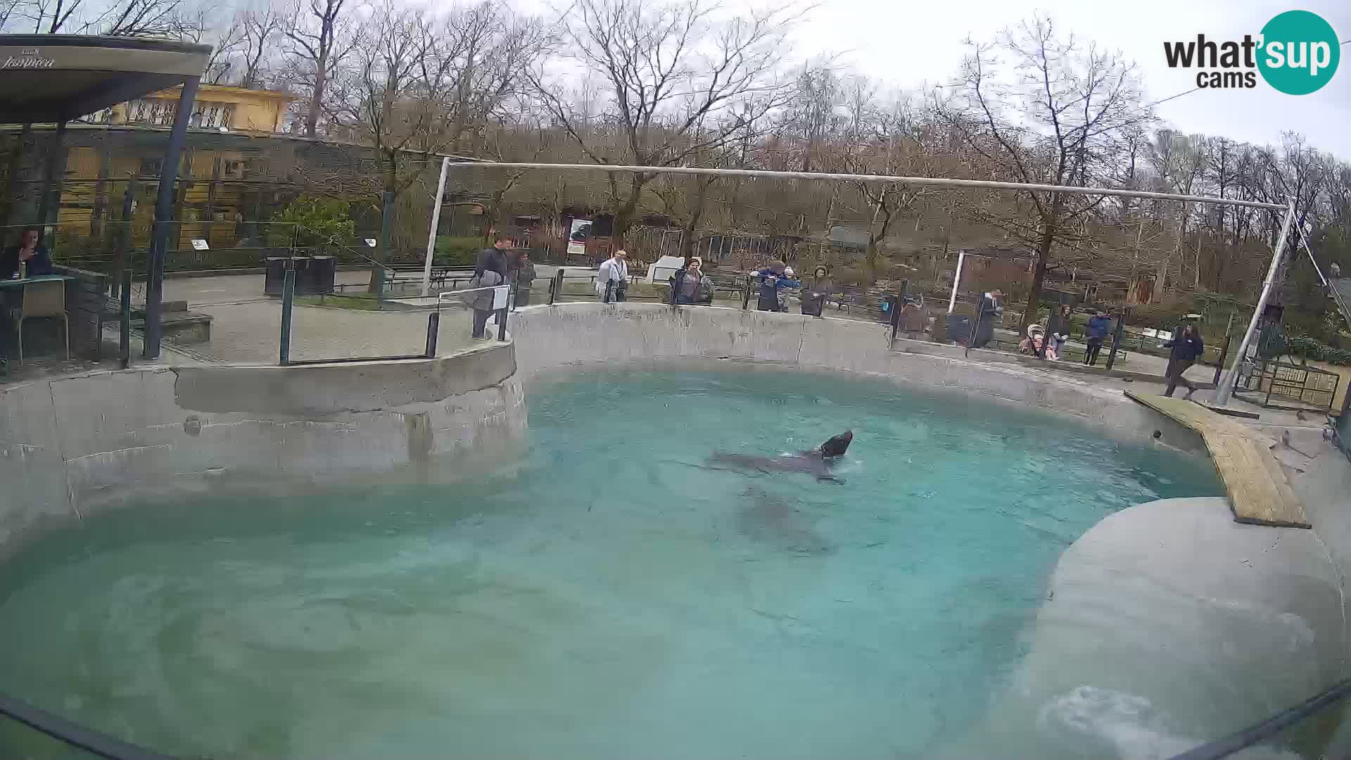 Zoo Zagreb –  León marino de California