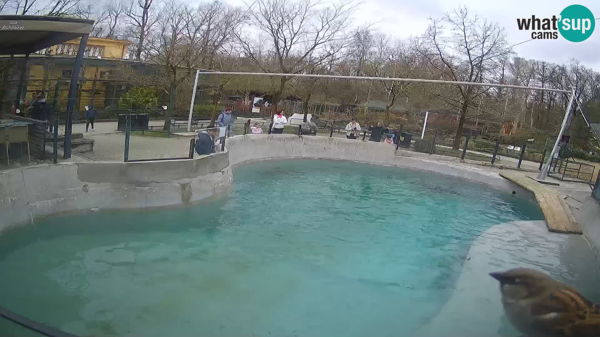 Zoo Zagreb – California Sea Lion