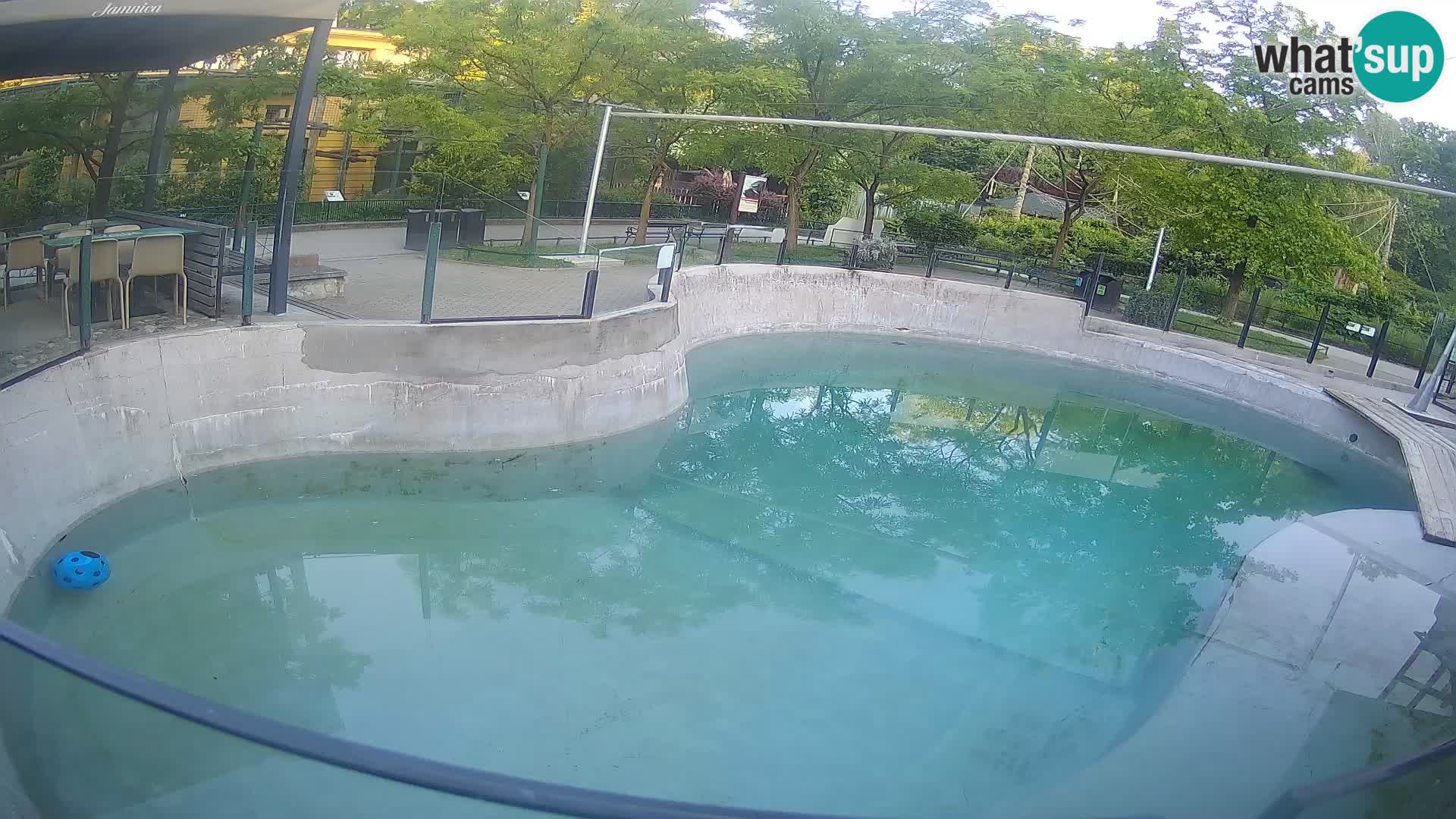 Zoo Zagreb – Otaria della California