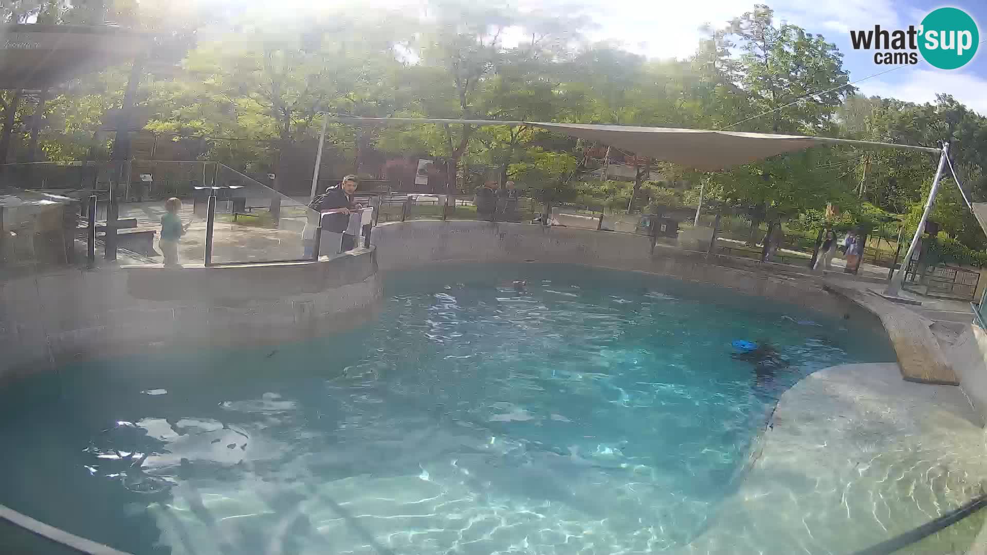 Zoo Zagreb – Kalifornijski morski lav