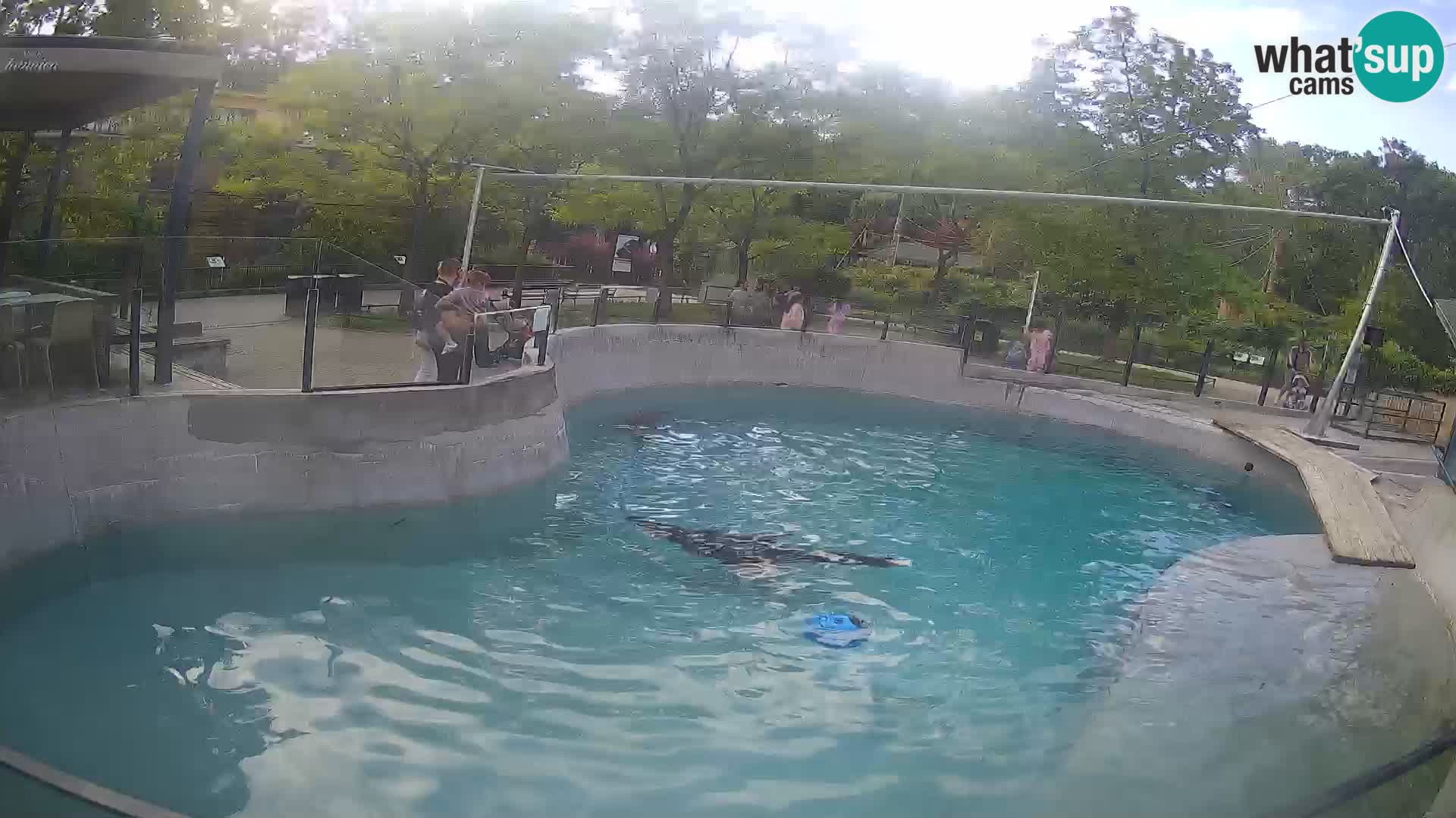 Zoo Zagreb – Kalifornijski morski lev
