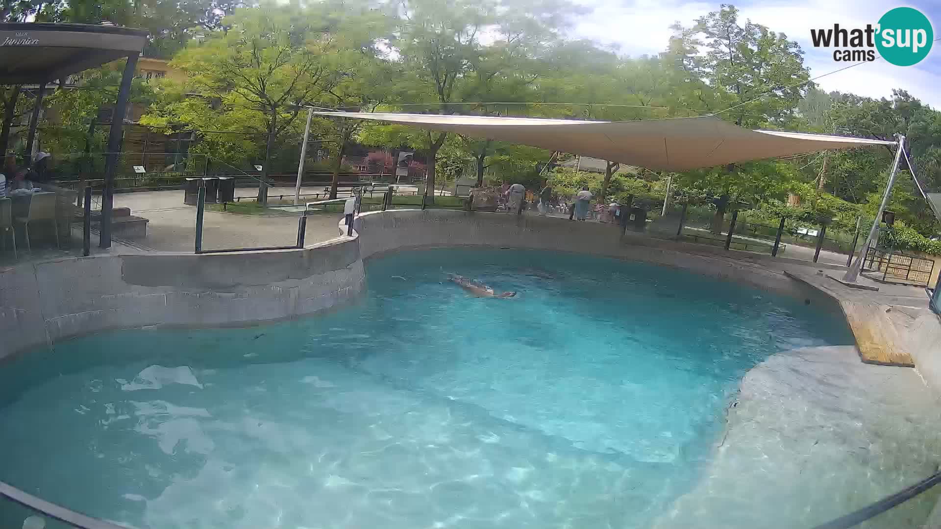 Zoo Zagreb – California Sea Lion