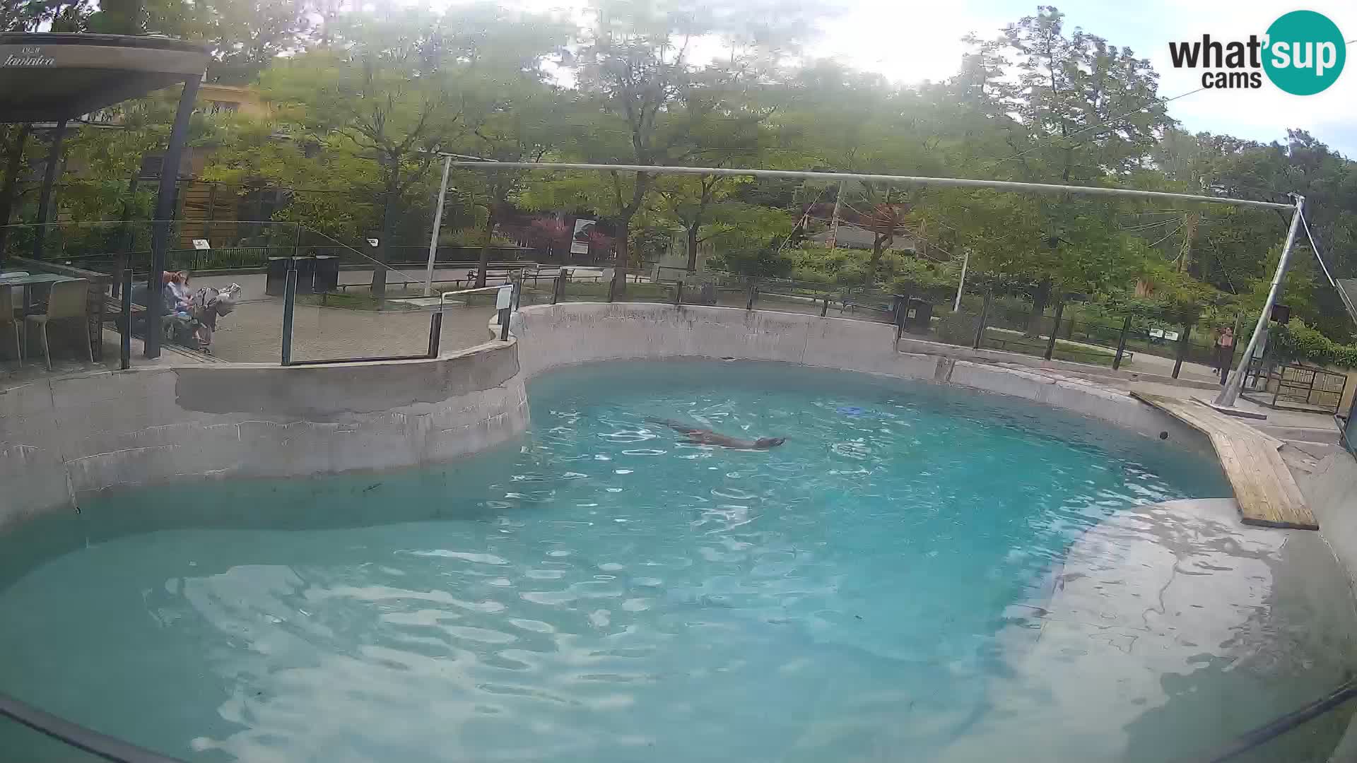 Zoo Zagreb – Kalifornijski morski lev