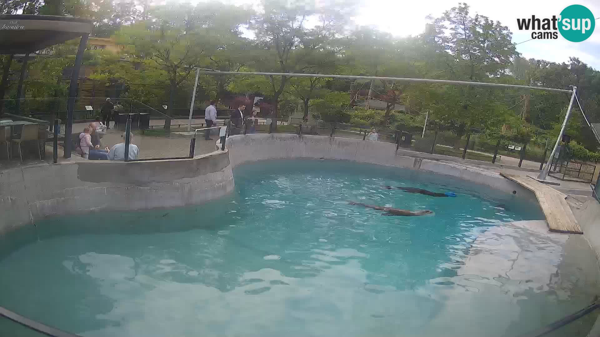 Zoo Zagreb – California Sea Lion