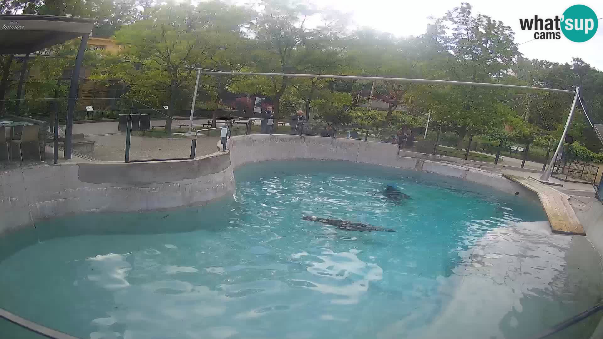 Zoo Zagreb – California Sea Lion