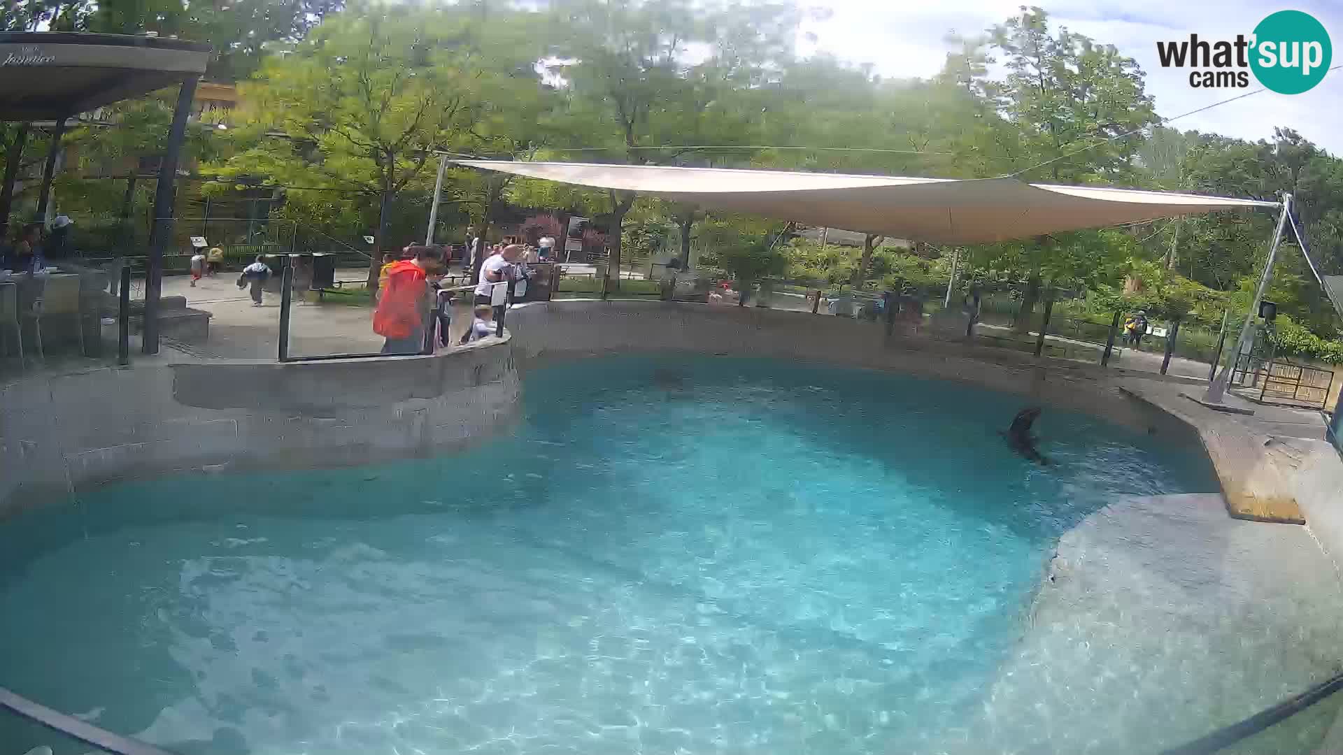 Zoo Zagreb – Kalifornischer Seelöwe