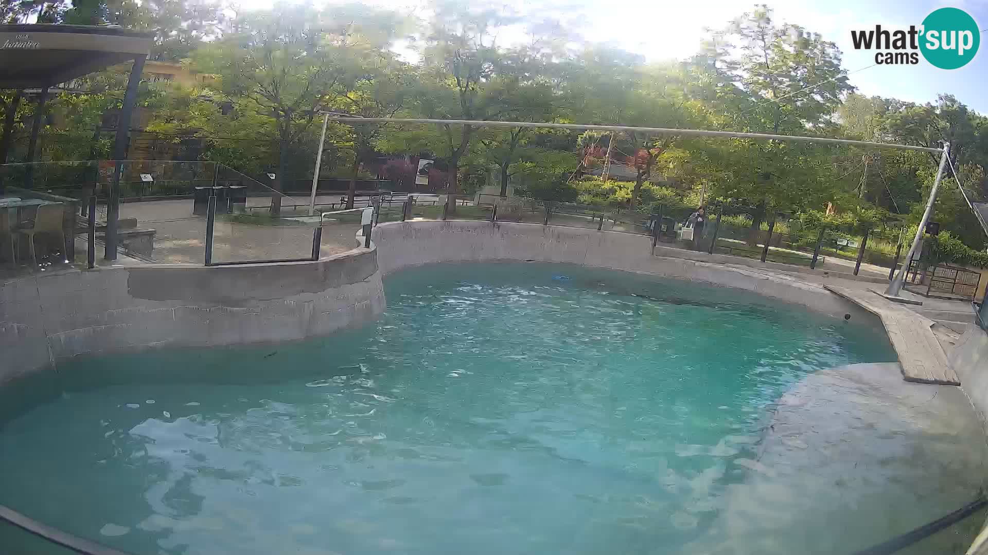 Zoo Zagreb – Kalifornijski morski lav