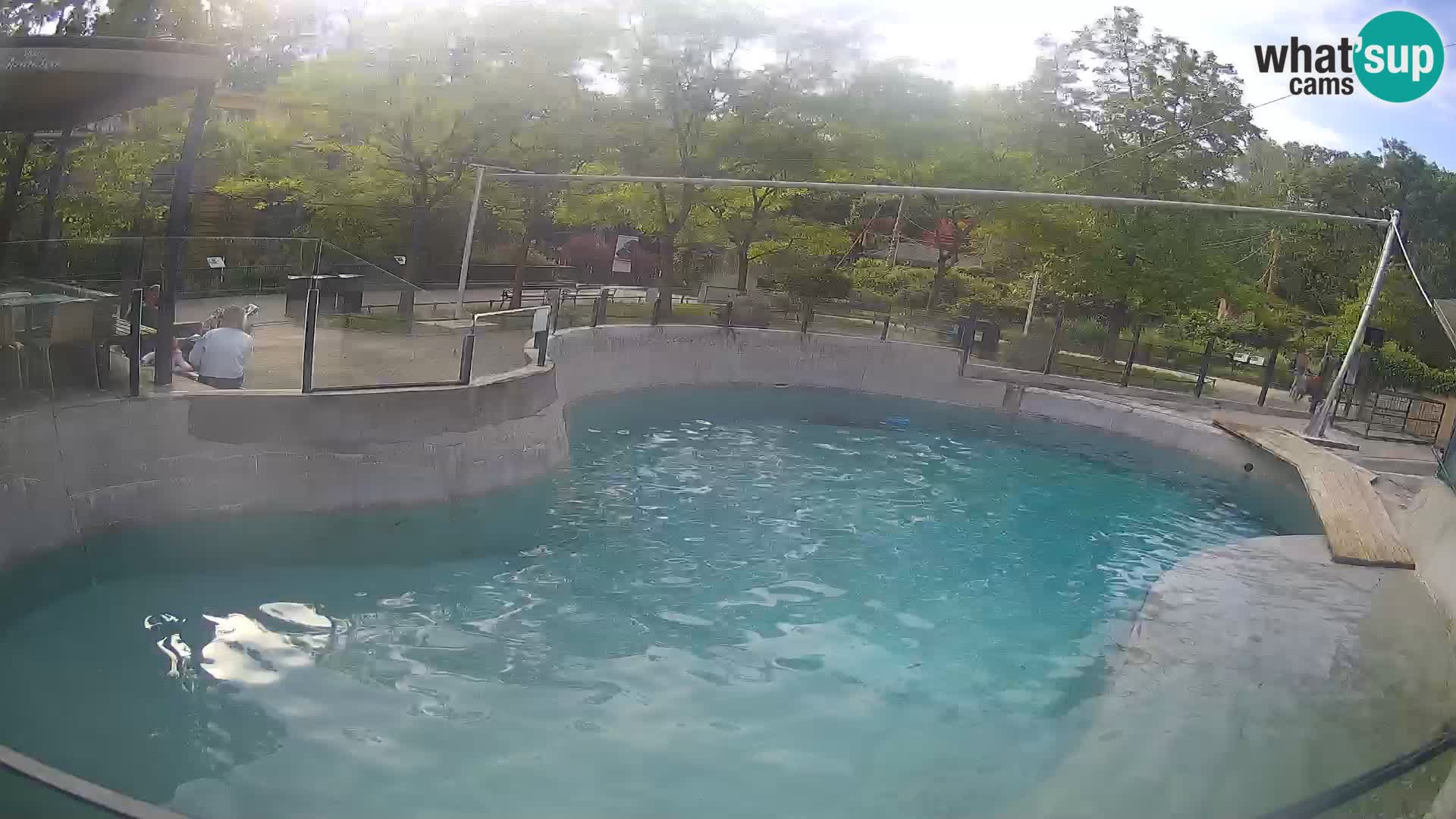 Zoo Zagreb – Kalifornijski morski lev