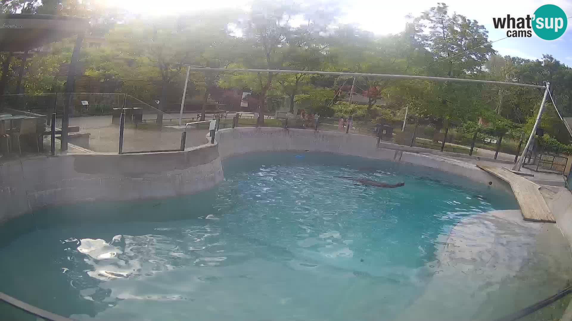Zoo Zagreb –  León marino de California