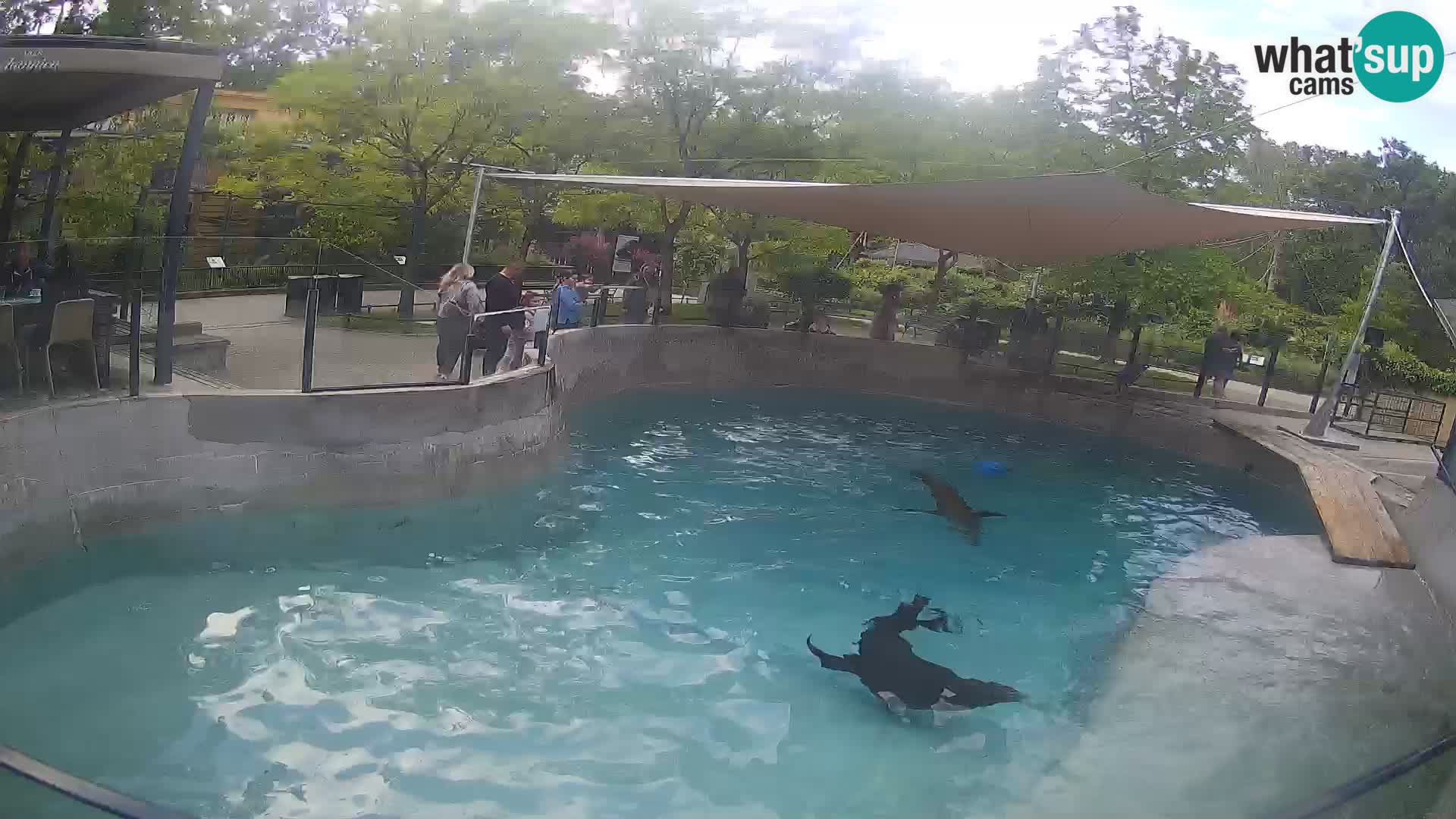 Zoo Zagreb – Kalifornischer Seelöwe