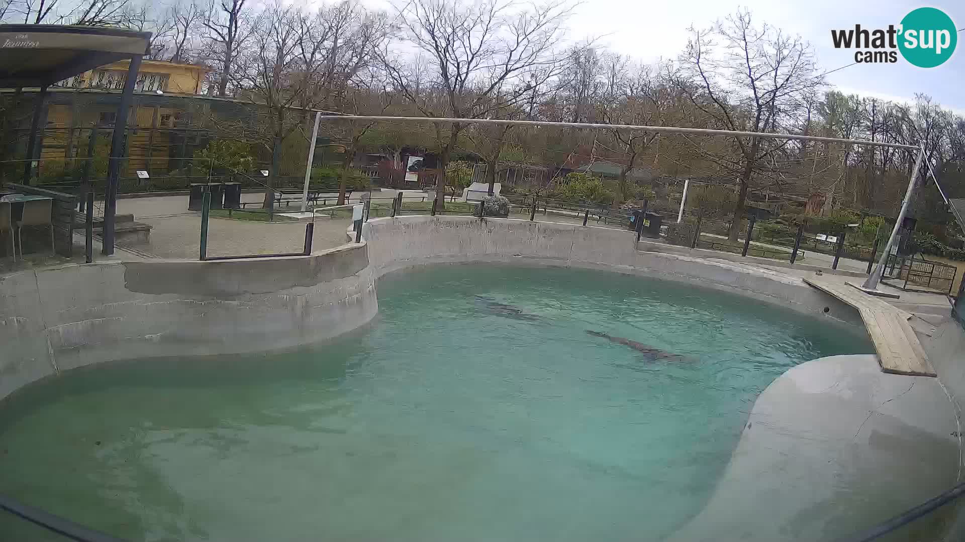 Zoo Zagreb –  León marino de California