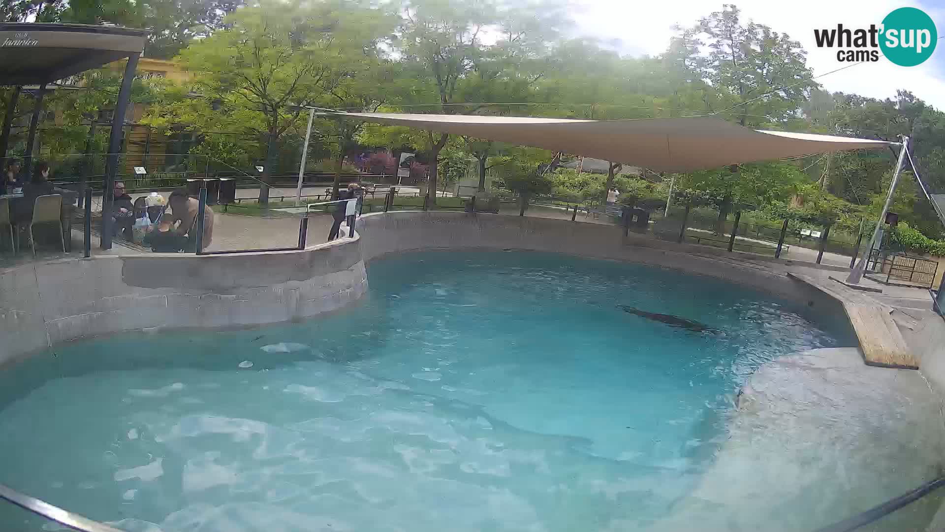 Zoo Zagreb – California Sea Lion