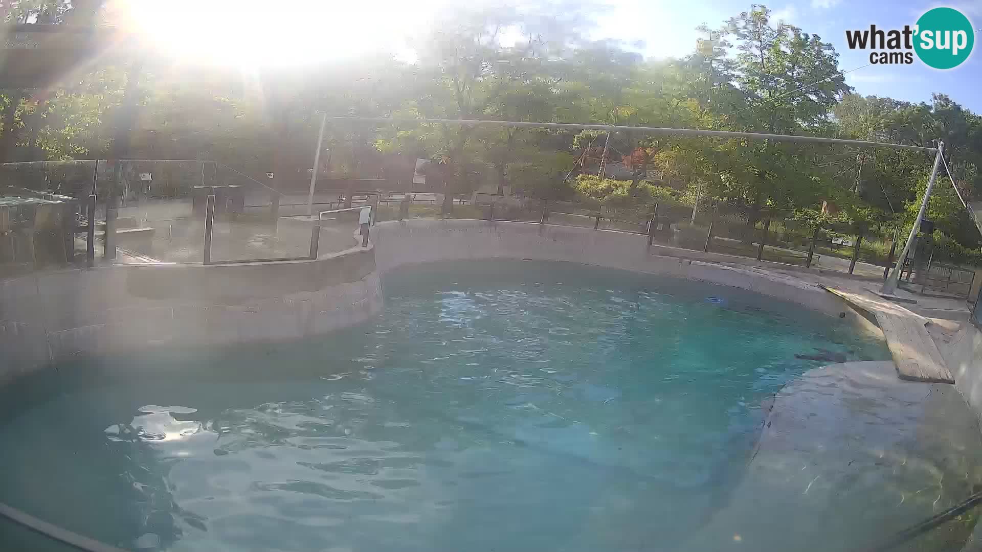 Zoo Zagreb – Kalifornijski morski lav