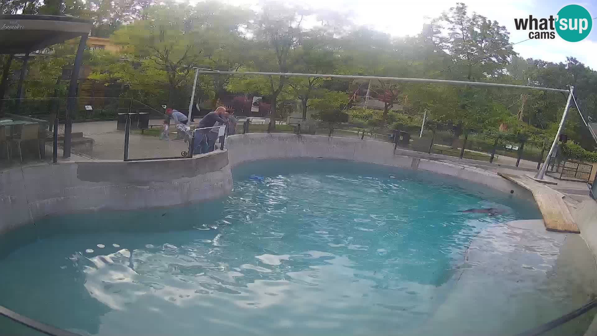 Zoo Zagreb – Kalifornischer Seelöwe