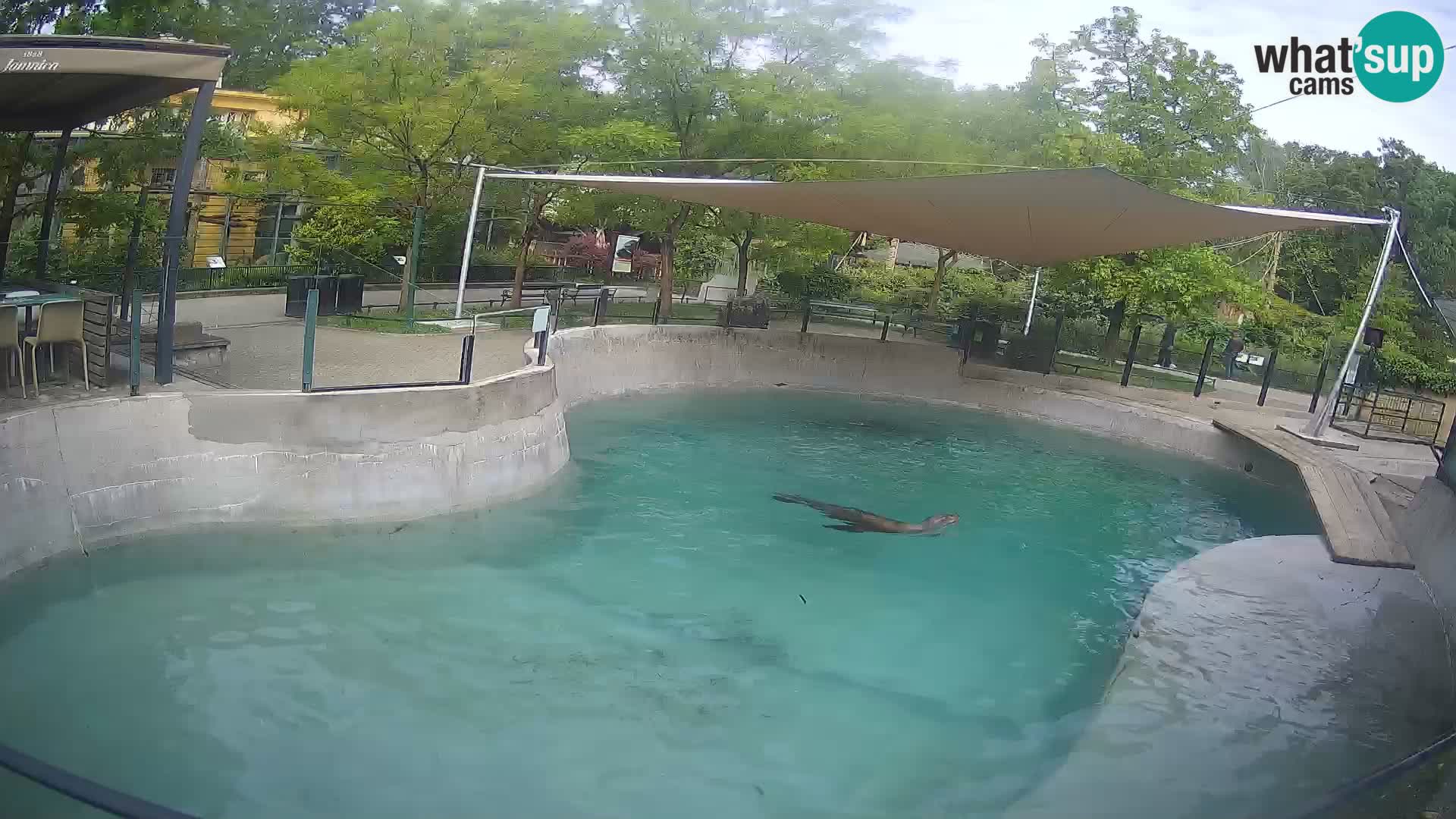 Zoo Zagreb – Kalifornischer Seelöwe
