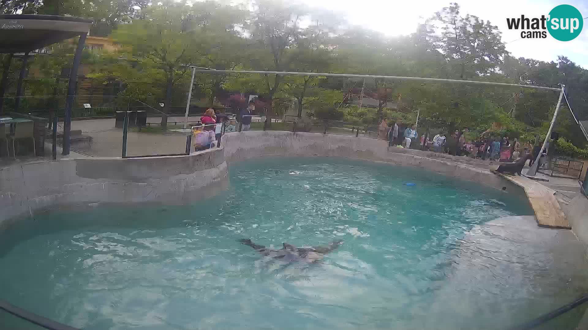 Zoo Zagreb – California Sea Lion