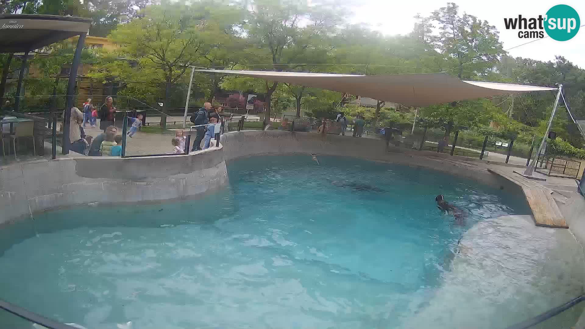Zoo Zagreb – Kalifornijski morski lav