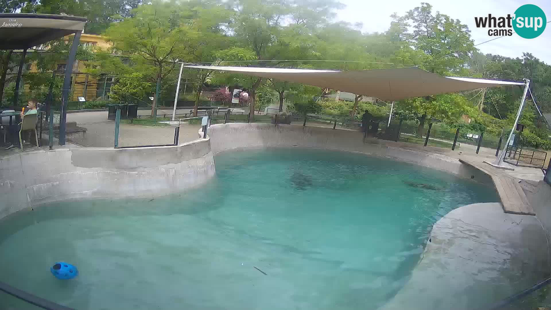 Zoo Zagreb – Kalifornijski morski lev