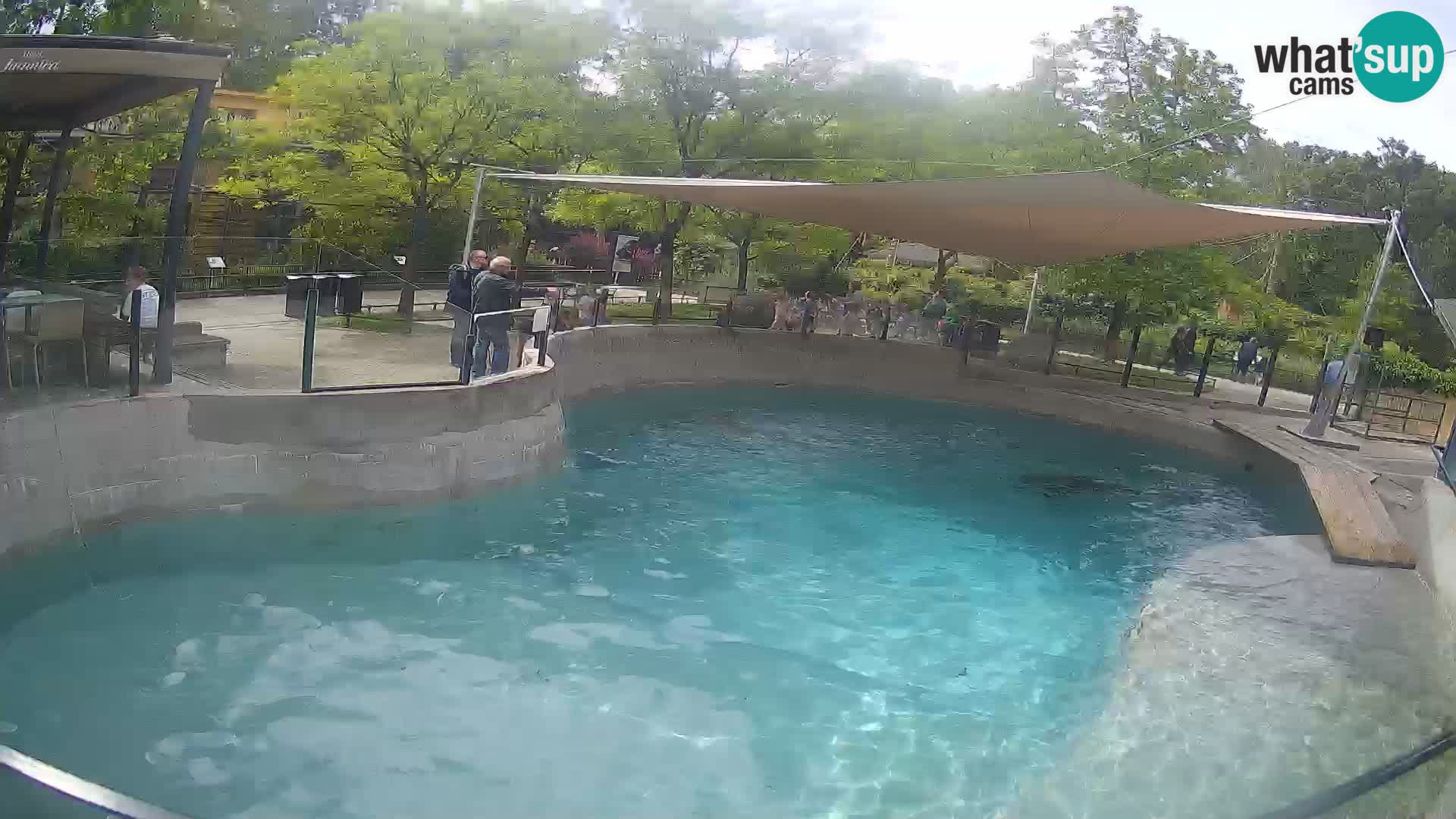 Zoo Zagreb – California Sea Lion