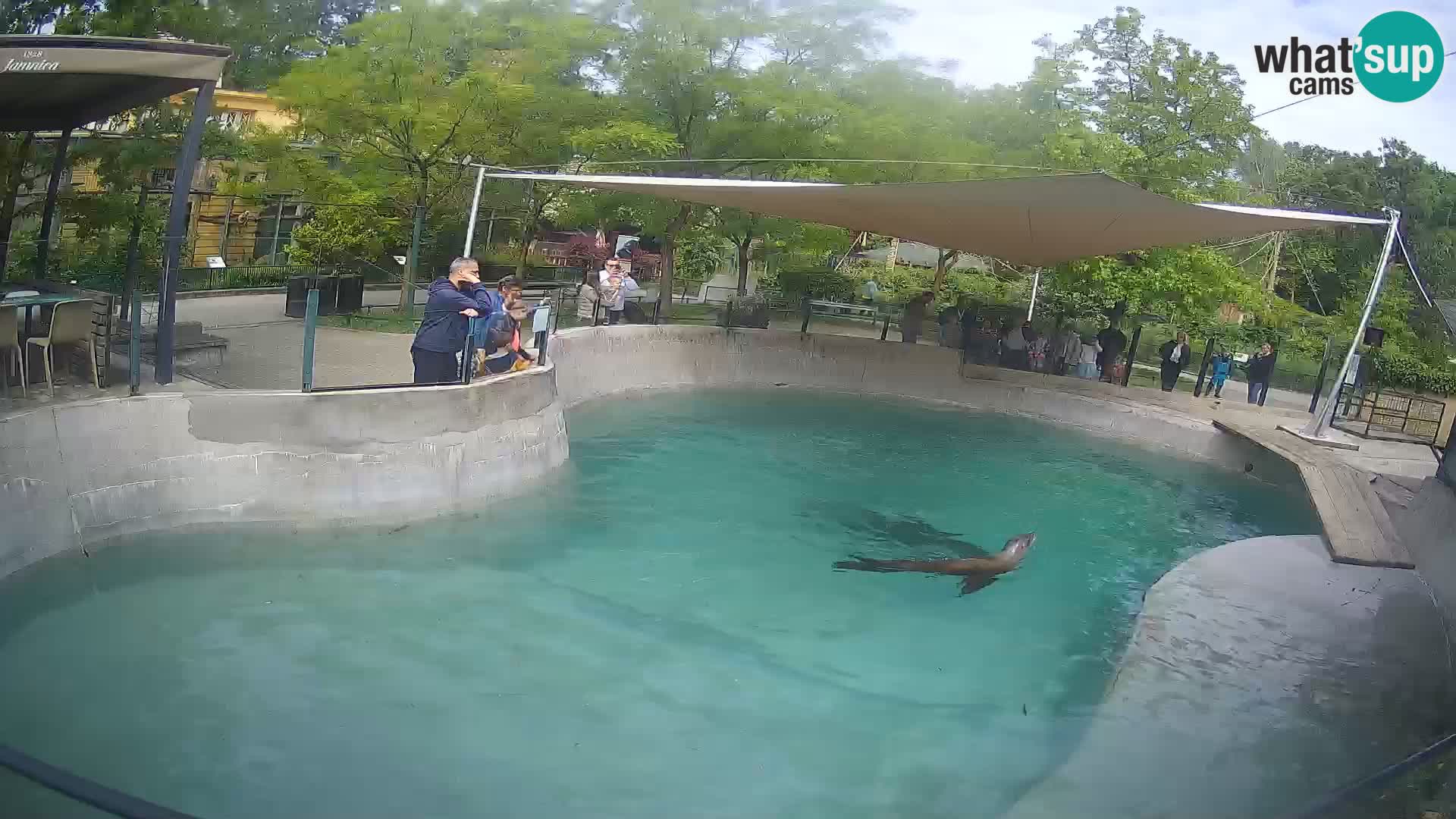 Zoo Zagreb – Kalifornijski morski lav