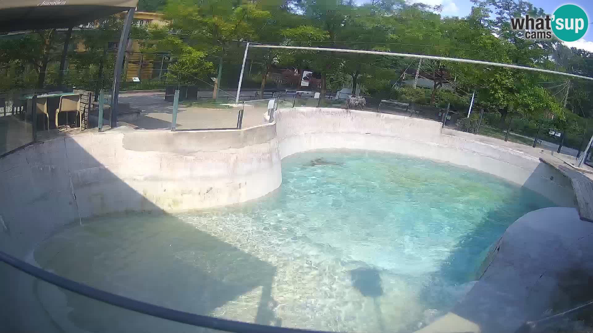 Zoo Zagreb – Otarie de Californie