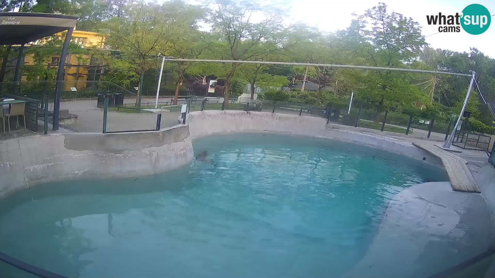 Zoo Zagreb – California Sea Lion