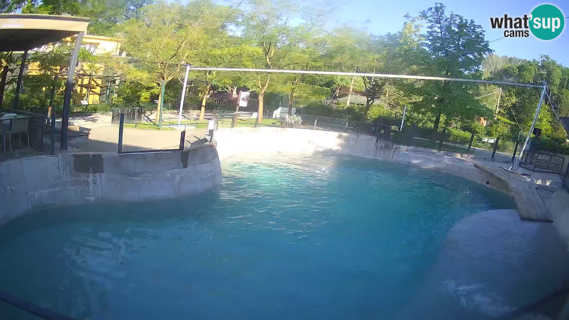 Zoo Zagreb – California Sea Lion