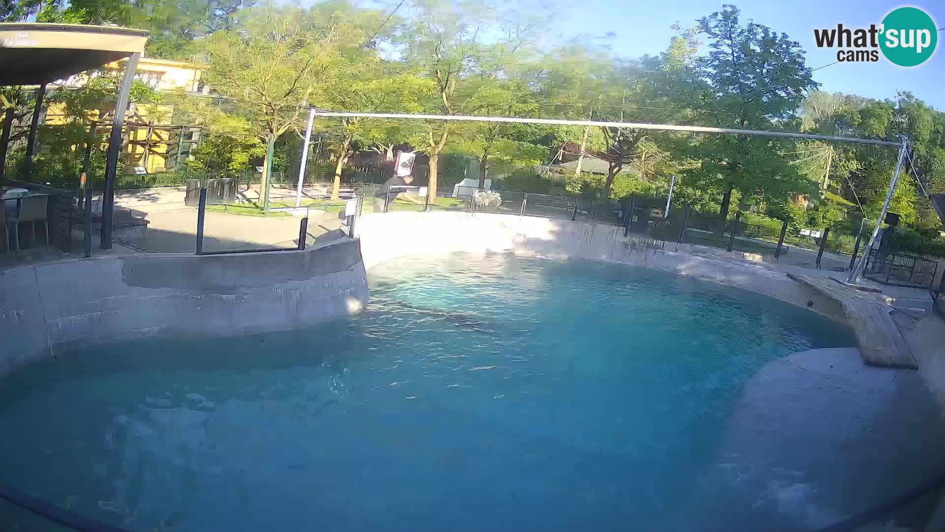 Zoo Zagreb – Kalifornijski morski lav