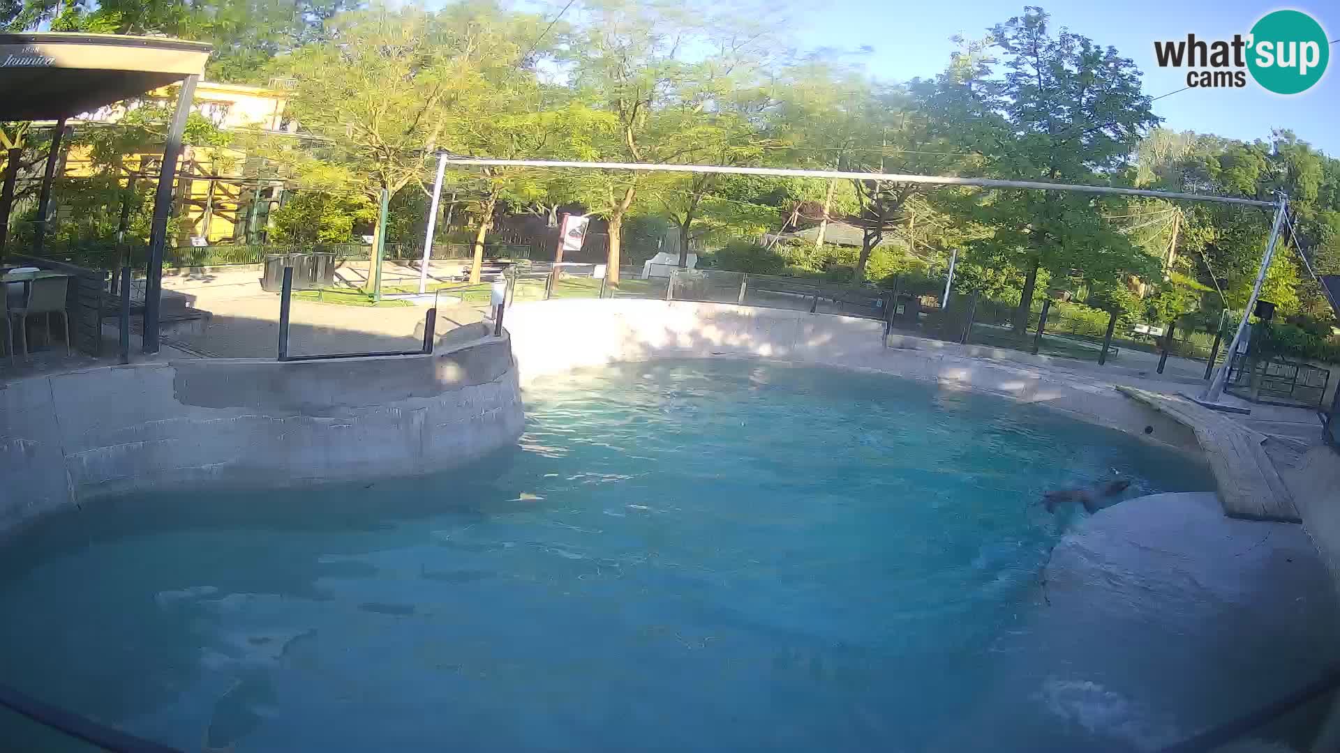Zoo Zagreb – Kalifornischer Seelöwe