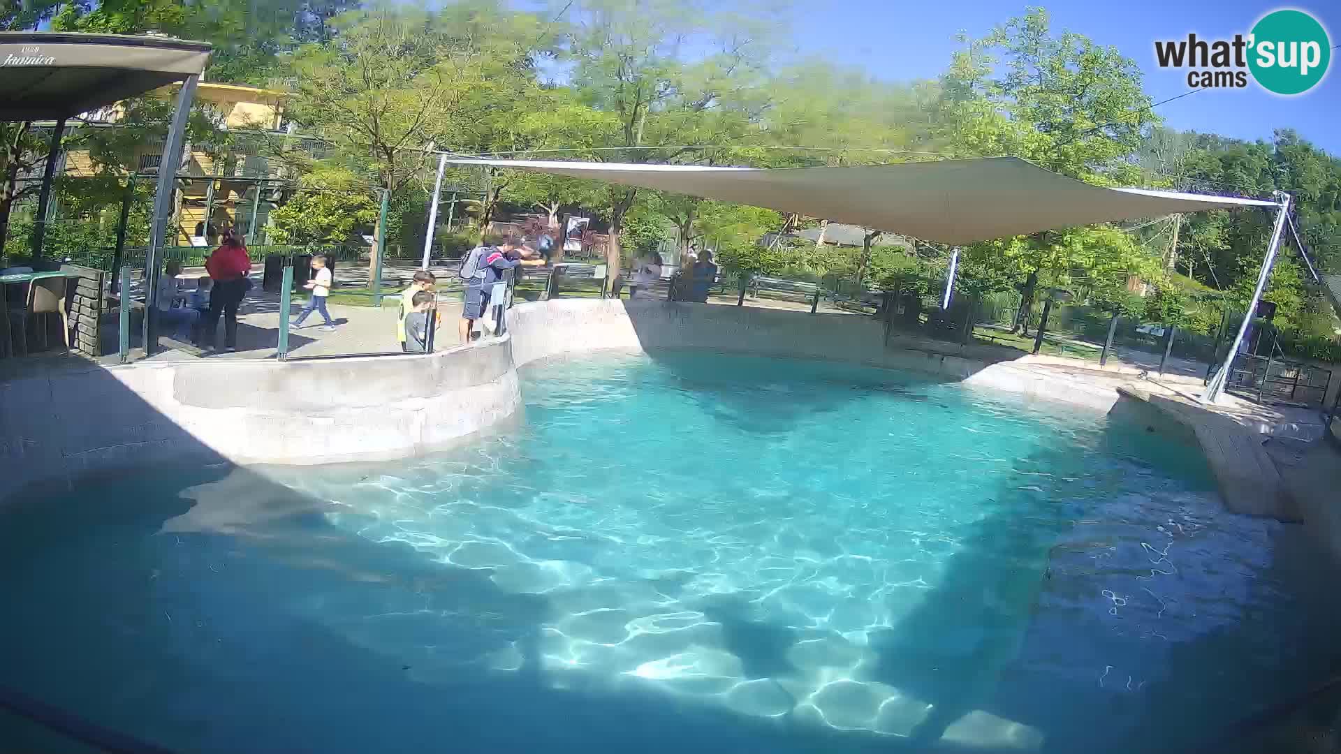 Zoo Zagreb – California Sea Lion