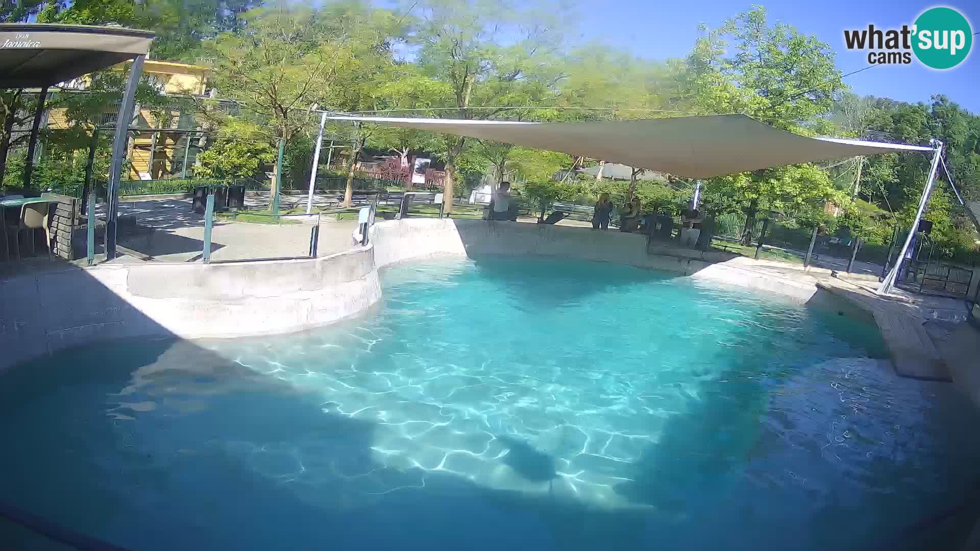 Zoo Zagreb – Kalifornischer Seelöwe