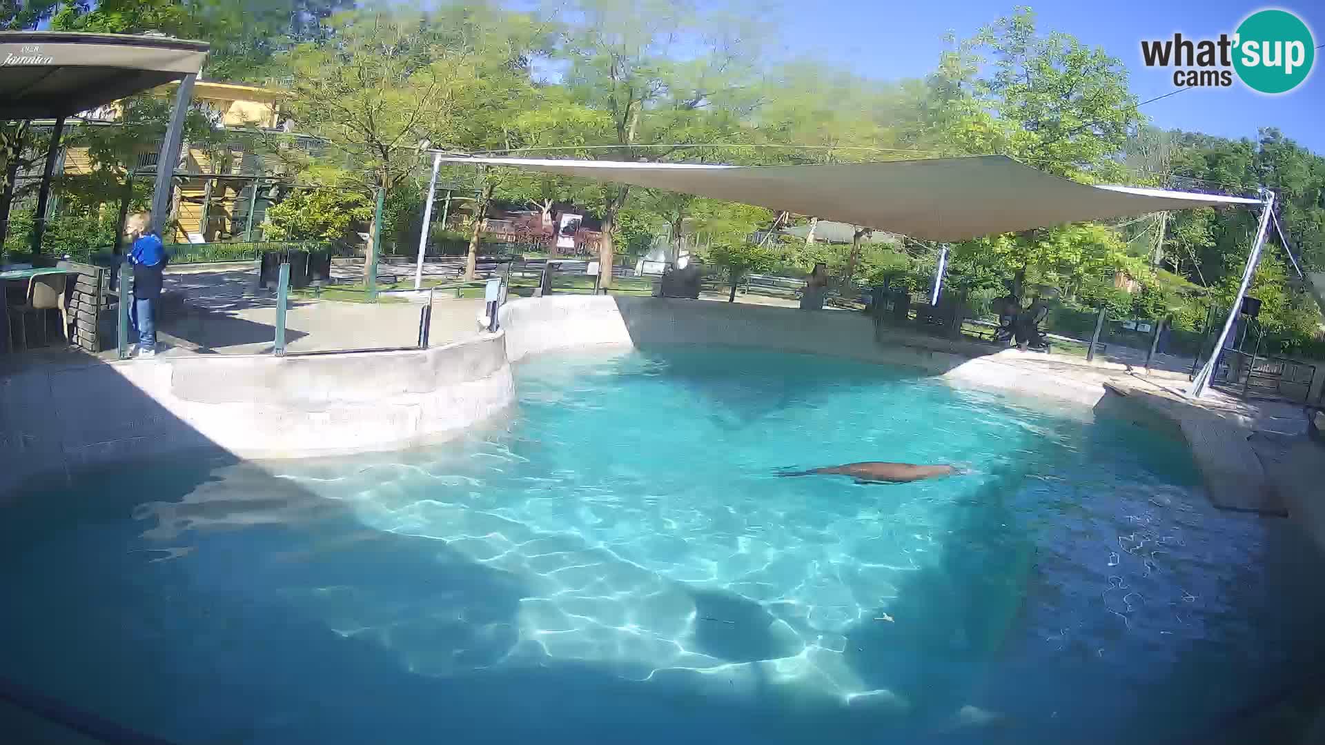 Zoo Zagreb – California Sea Lion
