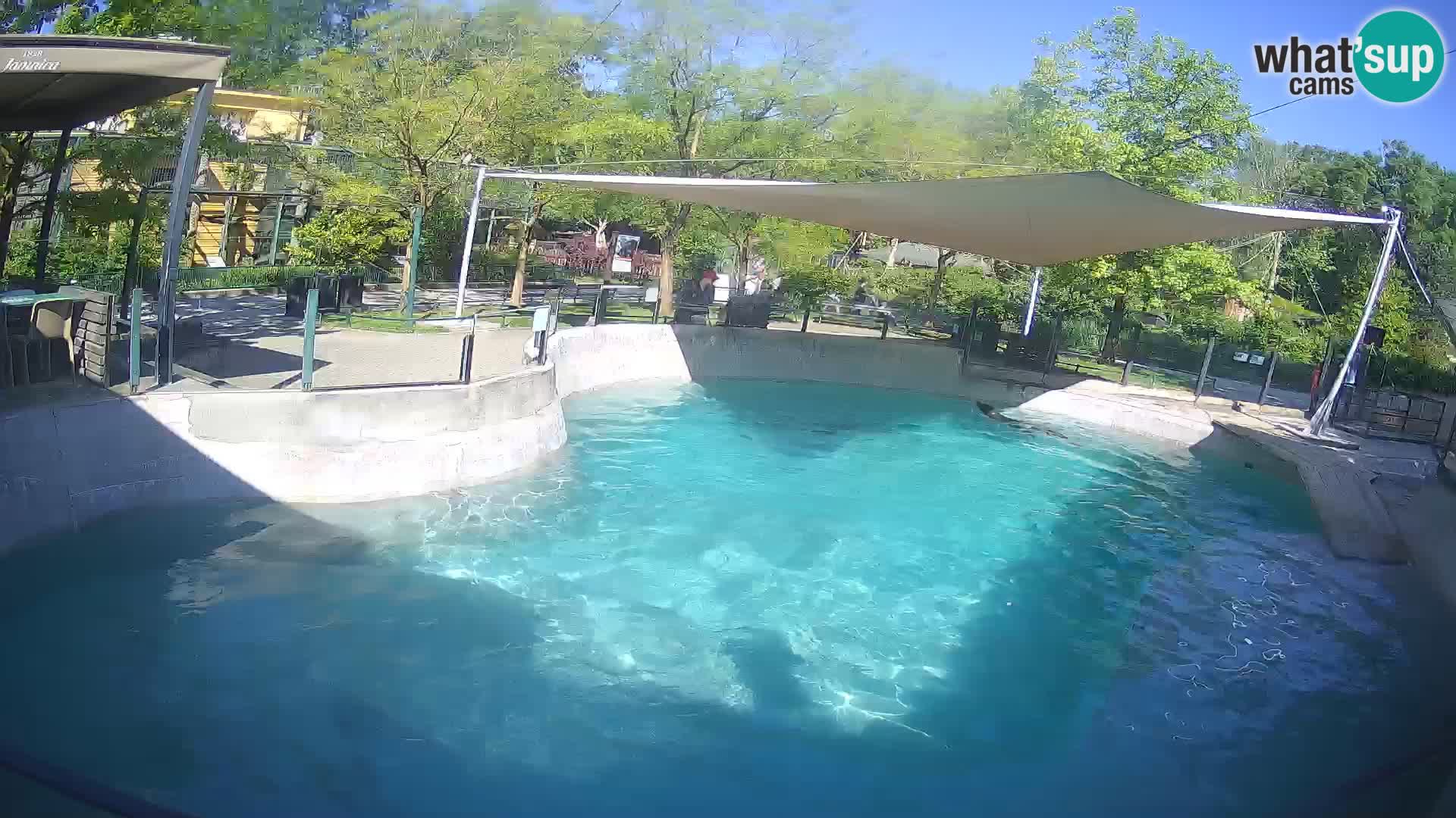 Zoo Zagreb –  León marino de California