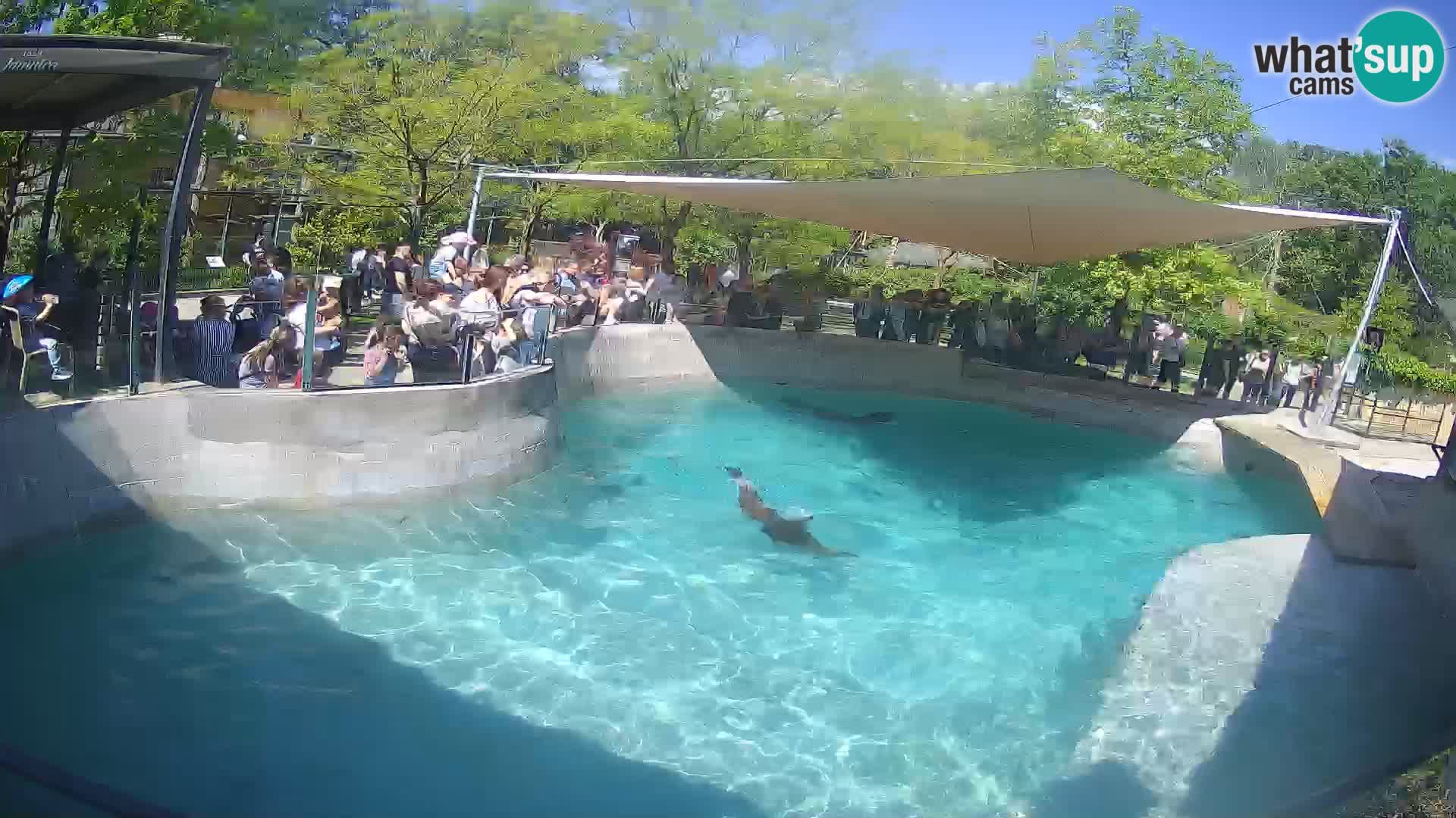 Zoo Zagreb – Kalifornischer Seelöwe