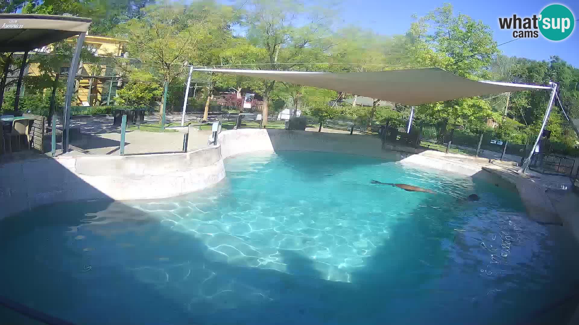 Zoo Zagreb – California Sea Lion