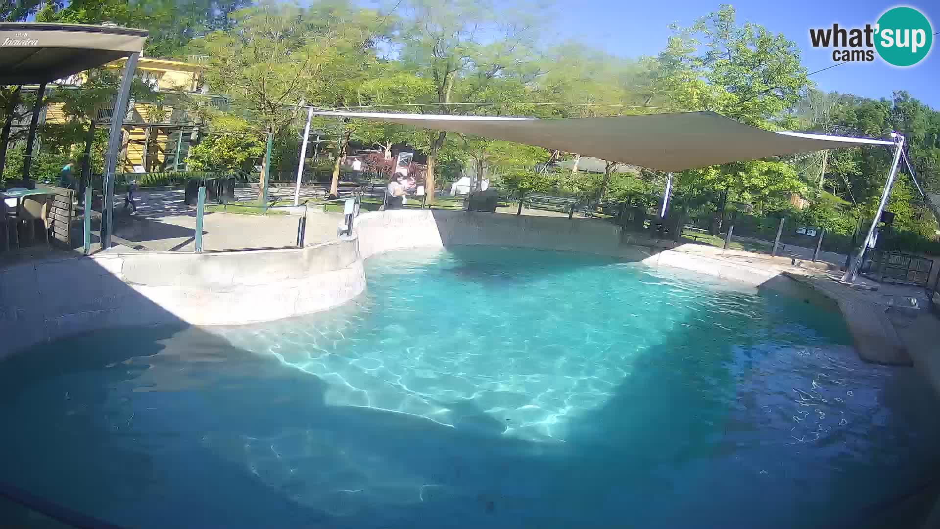 Zoo Zagreb – California Sea Lion