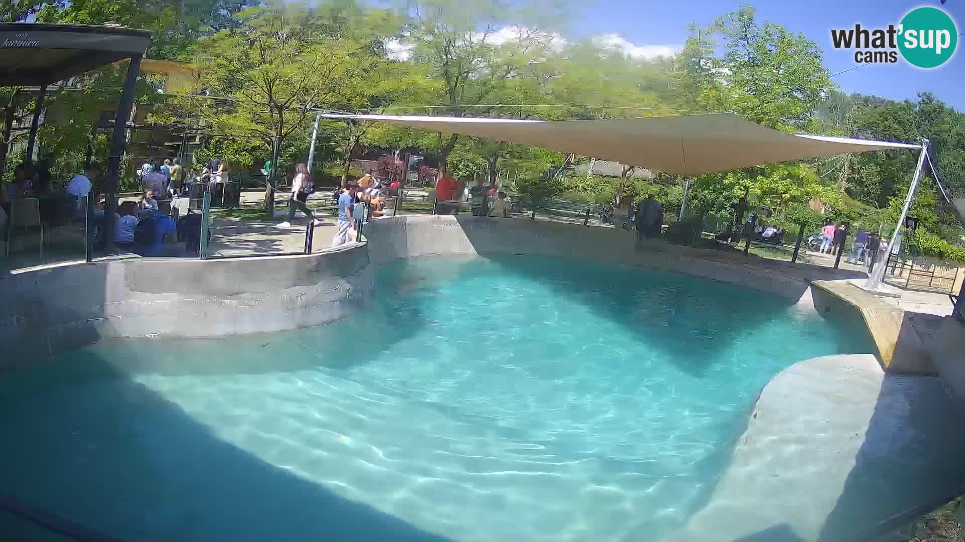 Zoo Zagreb – California Sea Lion