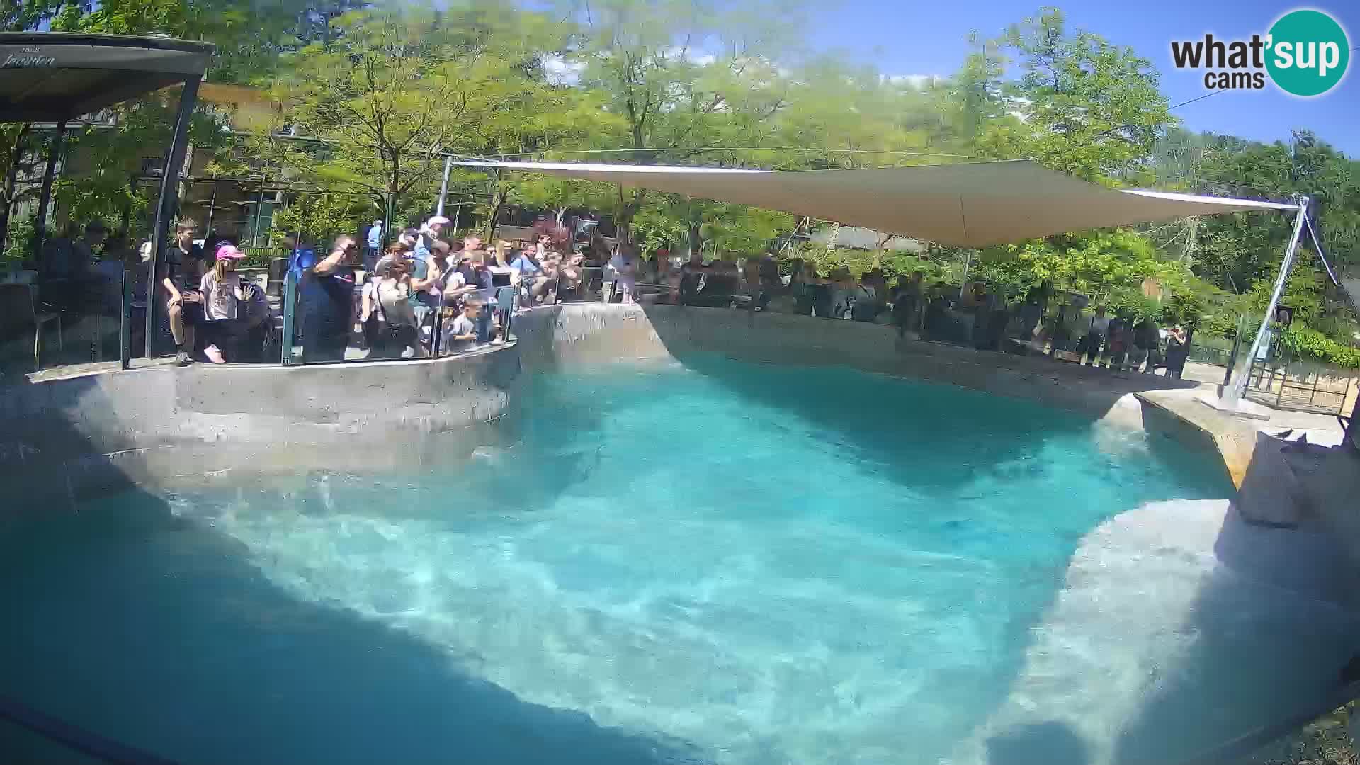 Zoo Zagreb – Kalifornijski morski lav