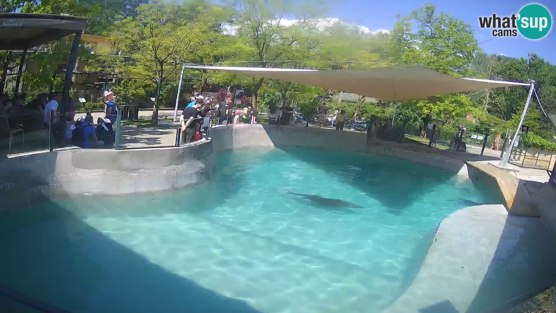Zoo Zagreb – Otaria della California