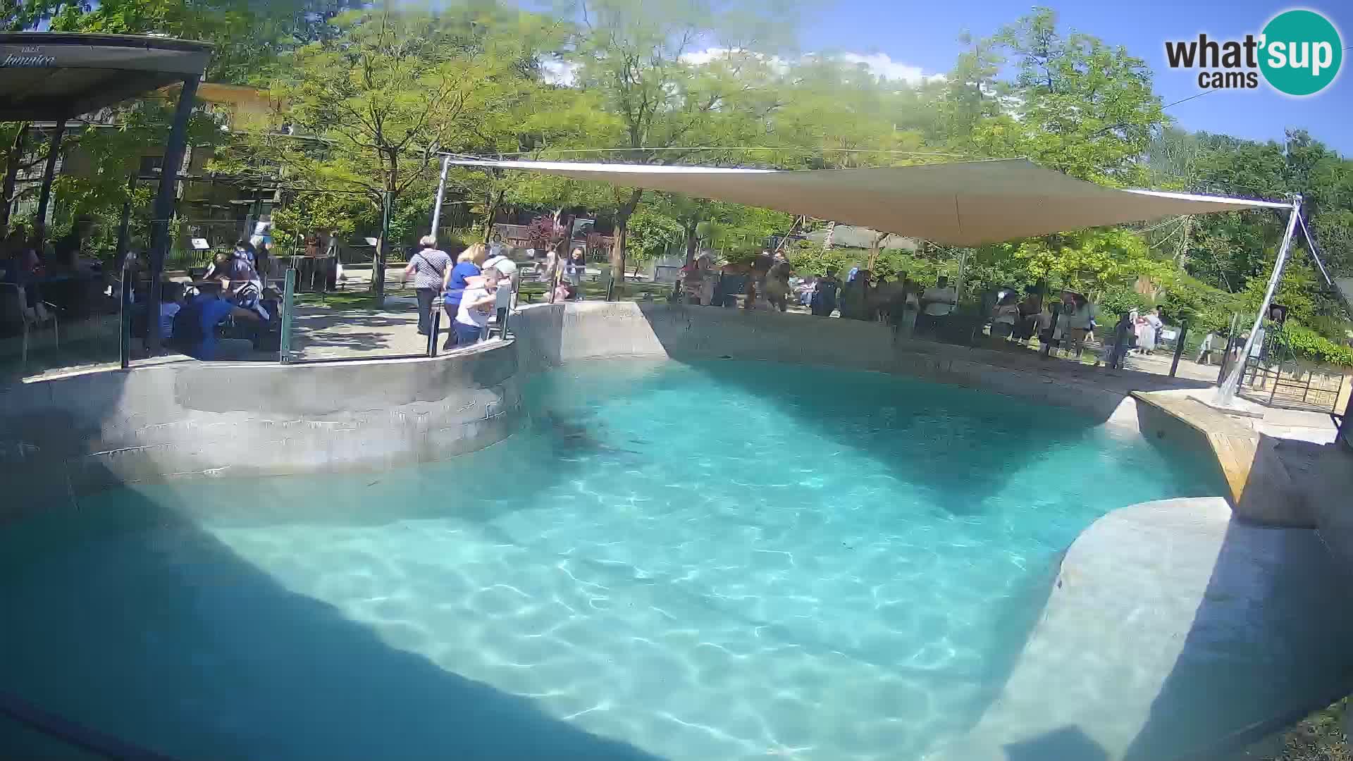 Zoo Zagreb – California Sea Lion