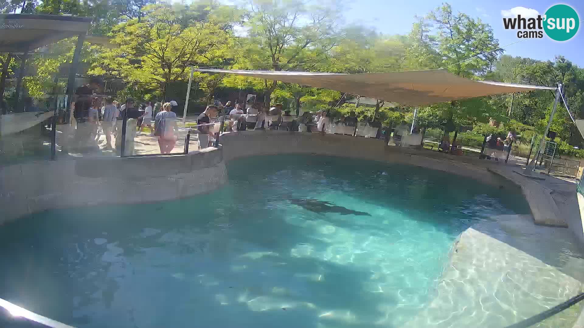 Zoo Zagreb – California Sea Lion