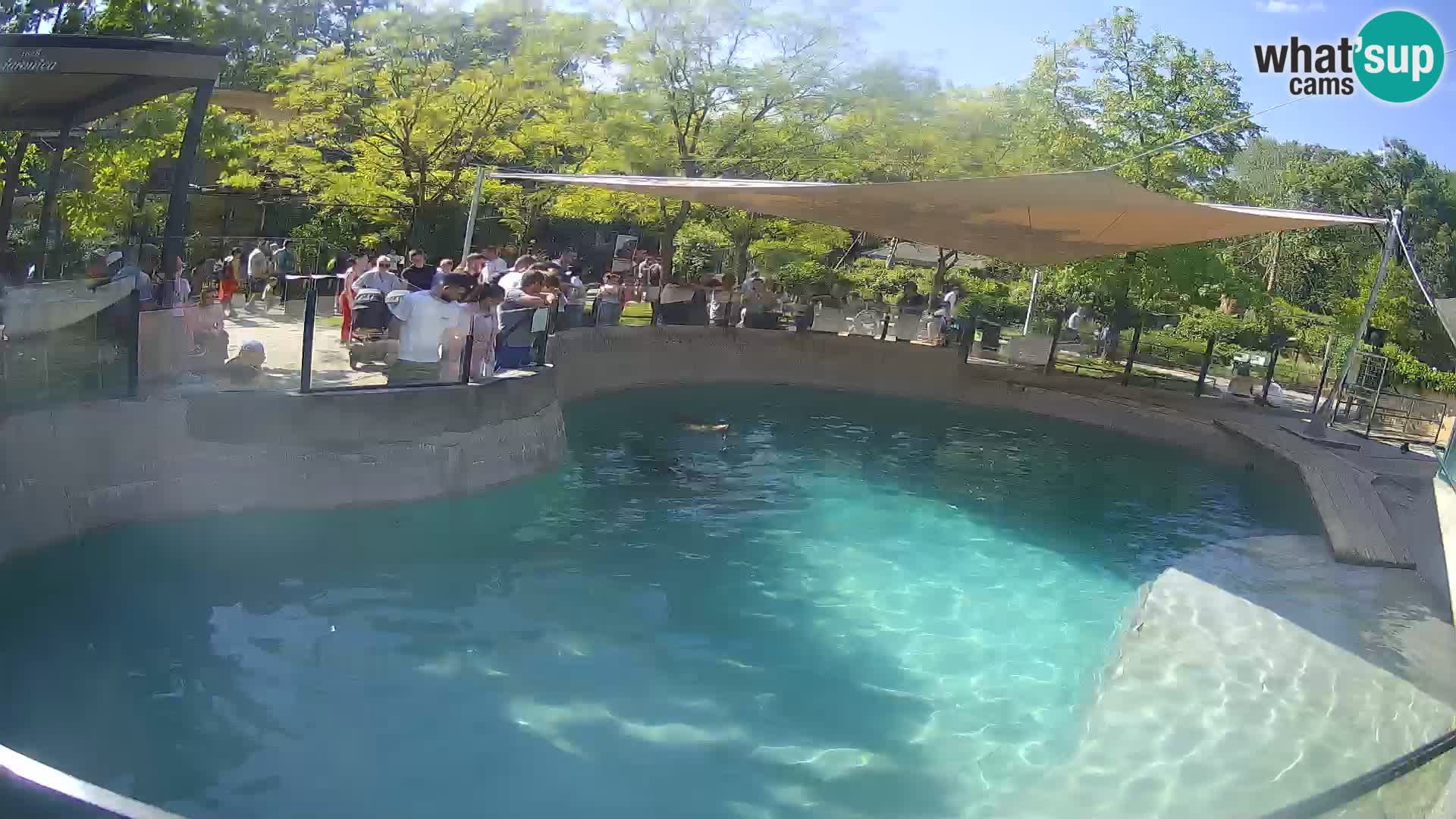 Zoo Zagreb – Kalifornijski morski lev