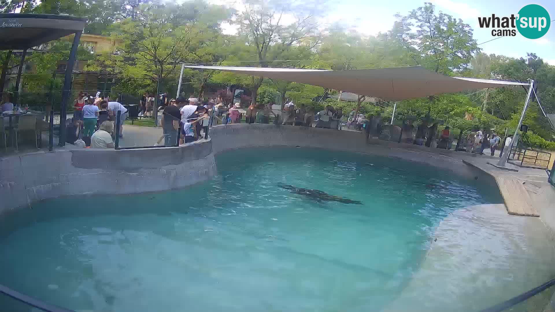 Zoo Zagreb –  León marino de California