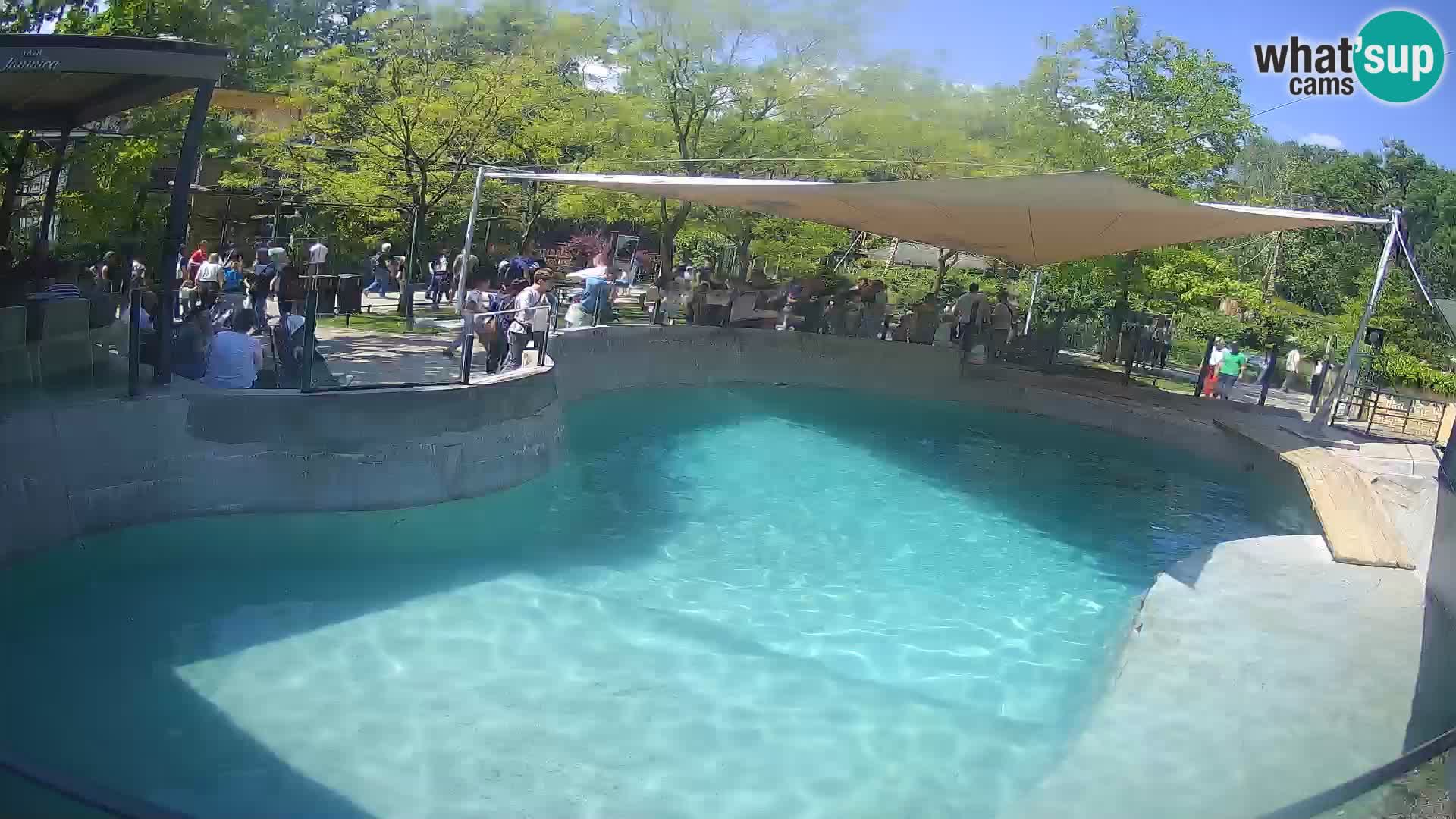 Zoo Zagreb –  León marino de California