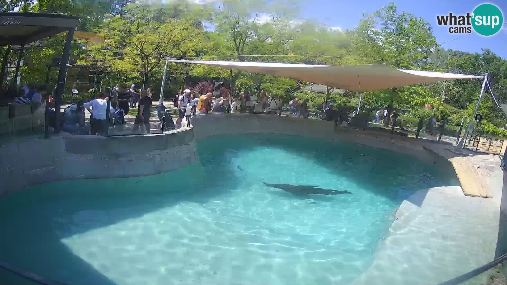 Zoo Zagreb – Otarie de Californie